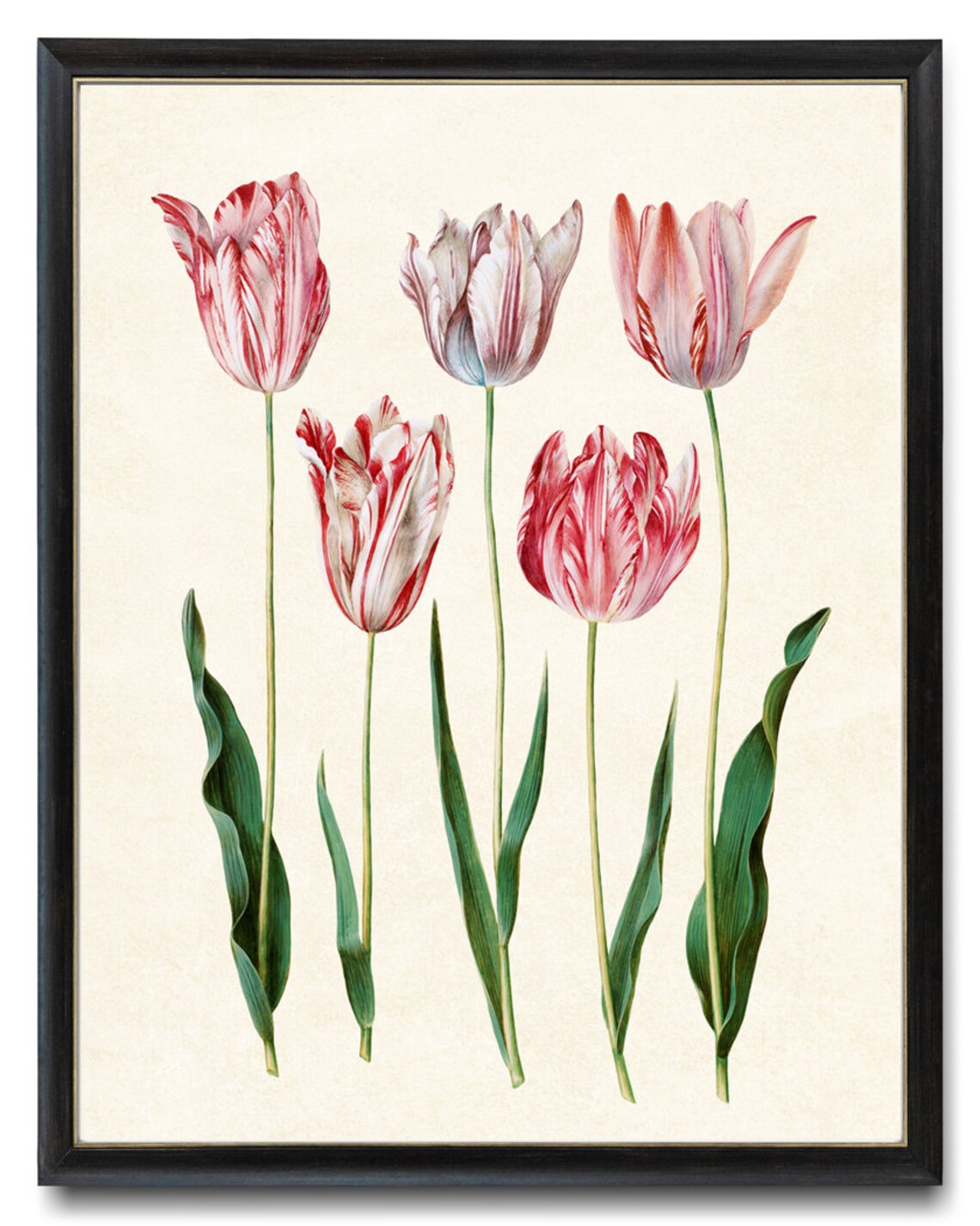 Spring Tulips Vintage Flower Illustration, Botanical Art Print