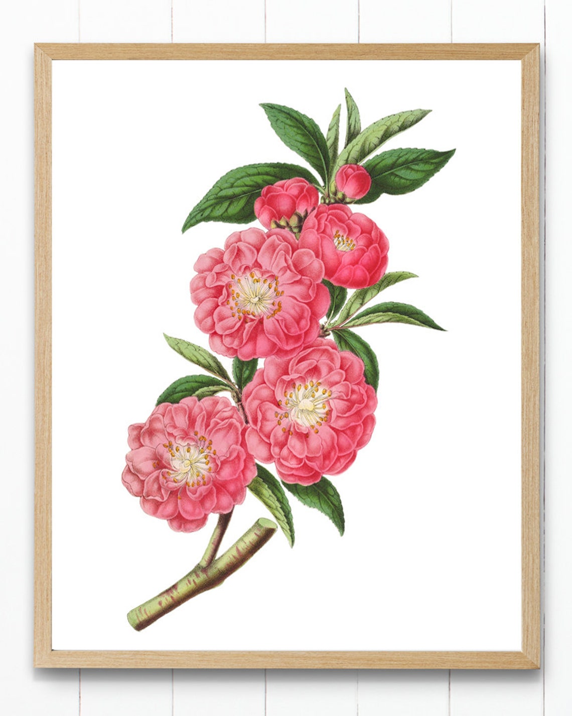 Rose Flowered Peach Blossoms Classic Vintage Botanical Poster - Image 4