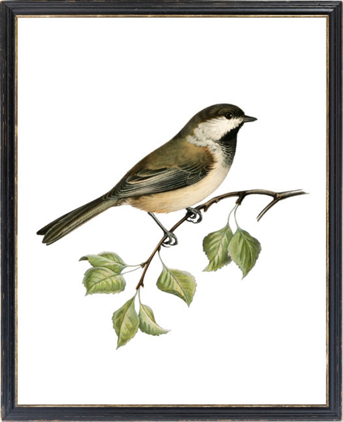 Grey Headed Chickadee Vintage Illustration Art Print - Image 3