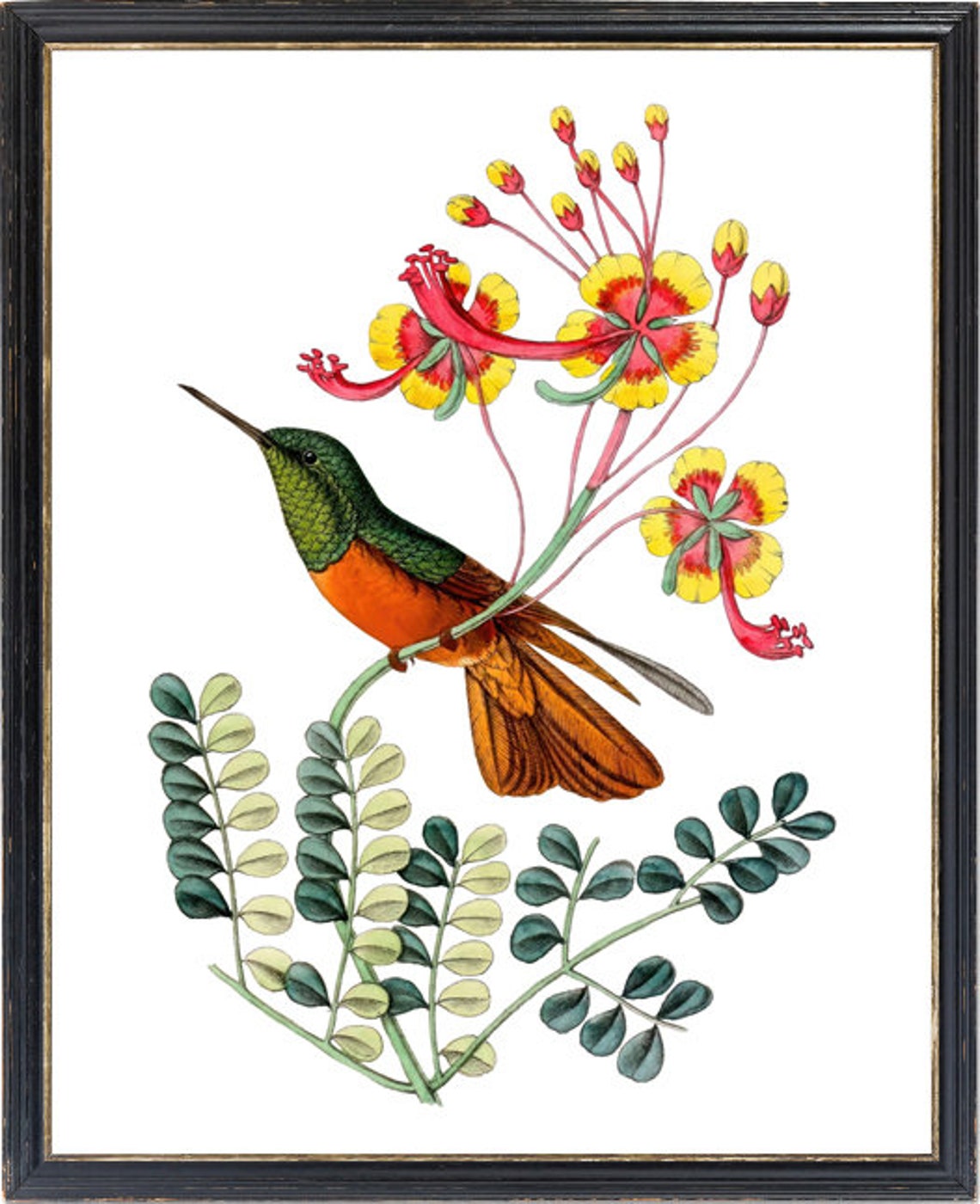 Hummingbird and Exotic Flowers Vintage Botanical Illustration Poster - Image 3
