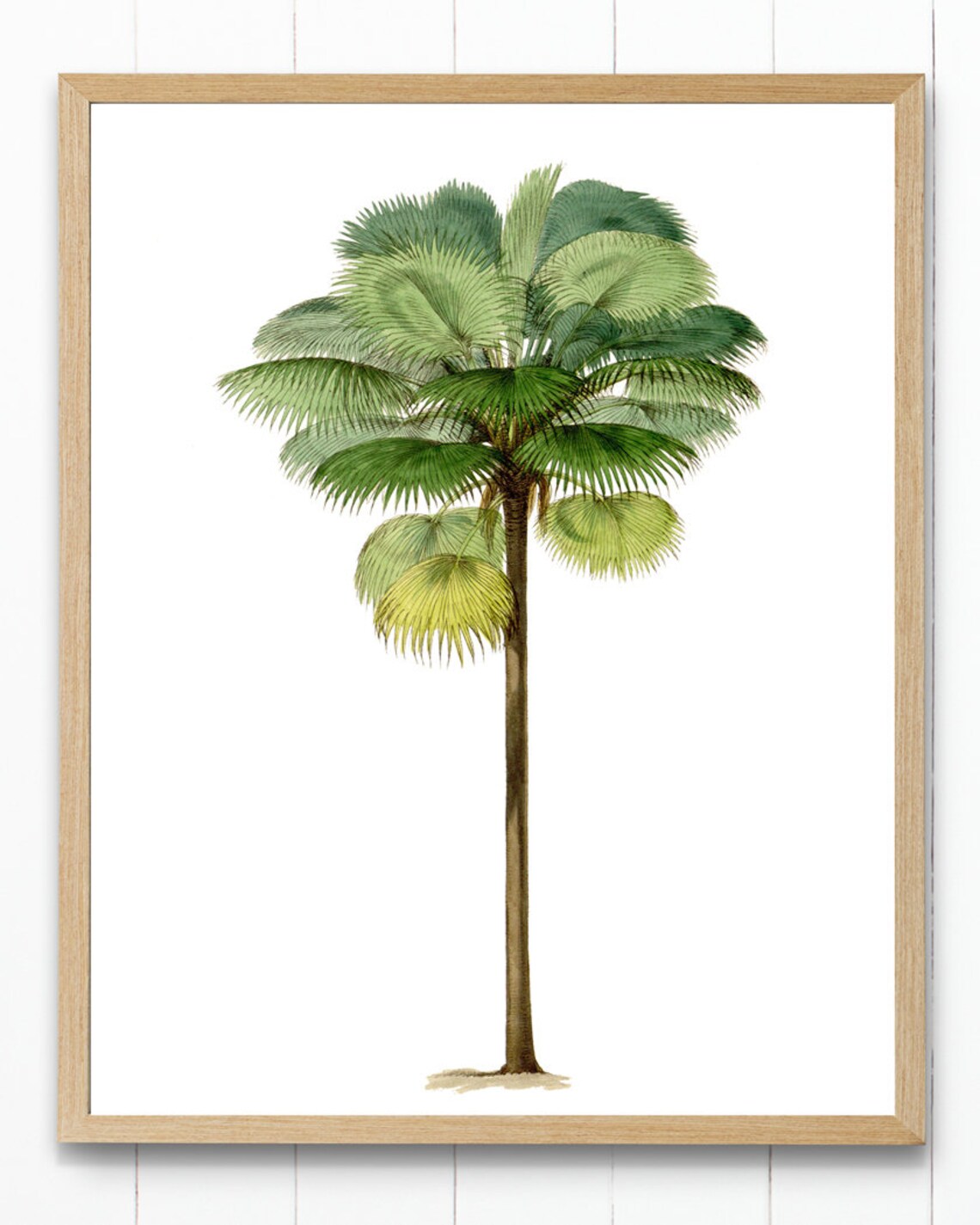 Tropical Palm Tree Antique Illustration Art Print - Image 3