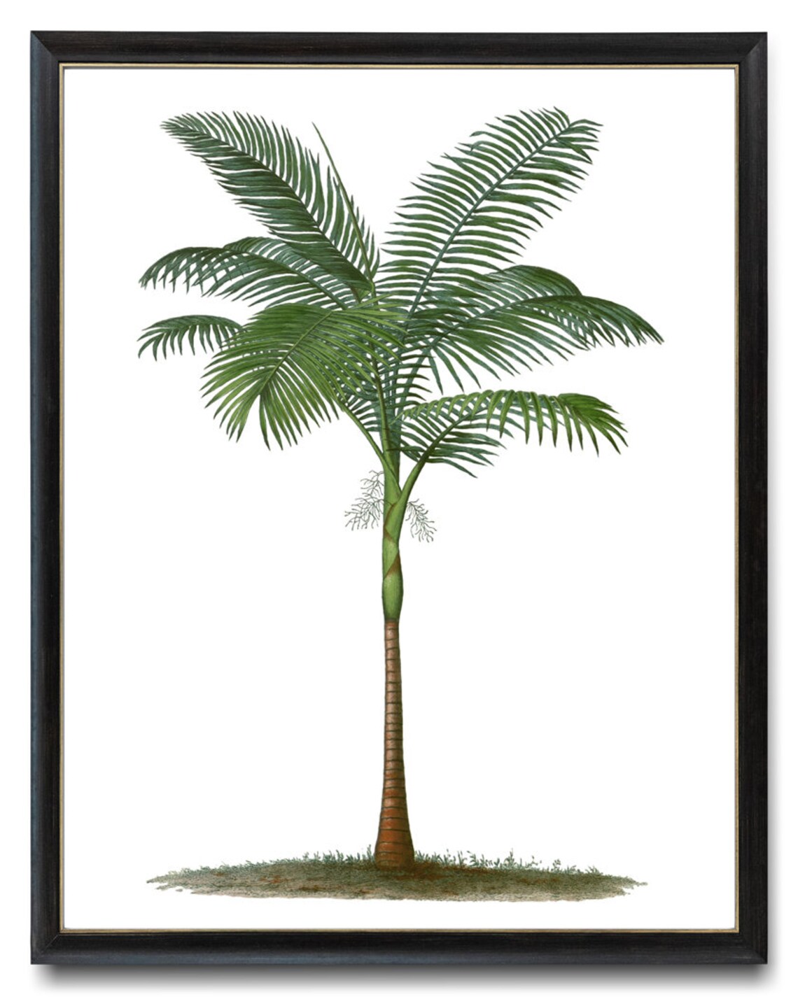 Elegant Tropical Palm Tree Vintage Botanical Illustration Poster - Image 3