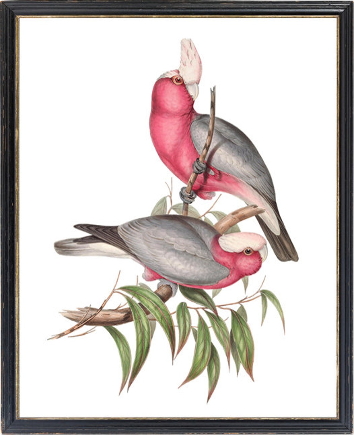 Rose Breasted Cockatoo Vintage Illustration Pink Grey Parrots Poster - Image 3