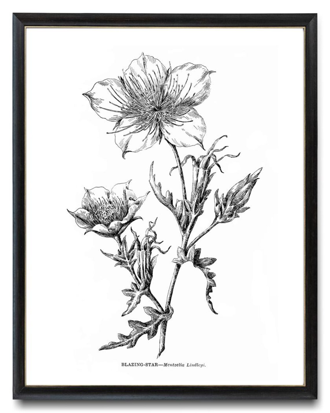 Blazing Star Mentzelia Lindleyi Vintage Botanical Line Art Poster - Image 4
