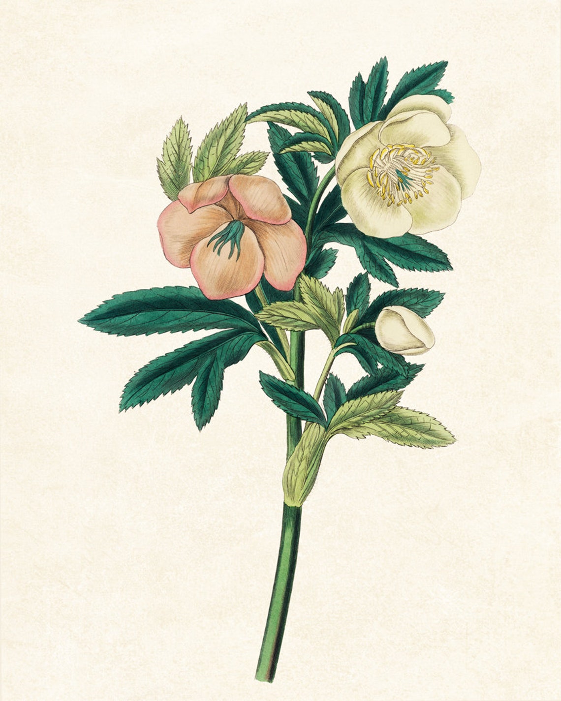 White and Peach Hellebore Lenten Rose Blooms Vintage Botanical Poster - Image 2