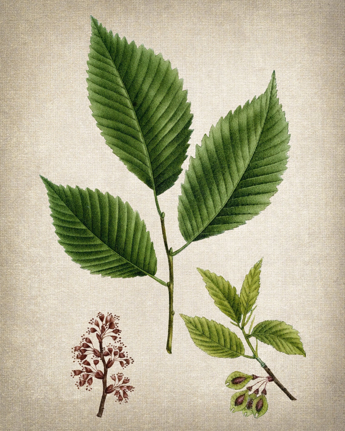 White Elm Leaves Flowers Seeds Vintage Botanical Illustration Print - Image 2