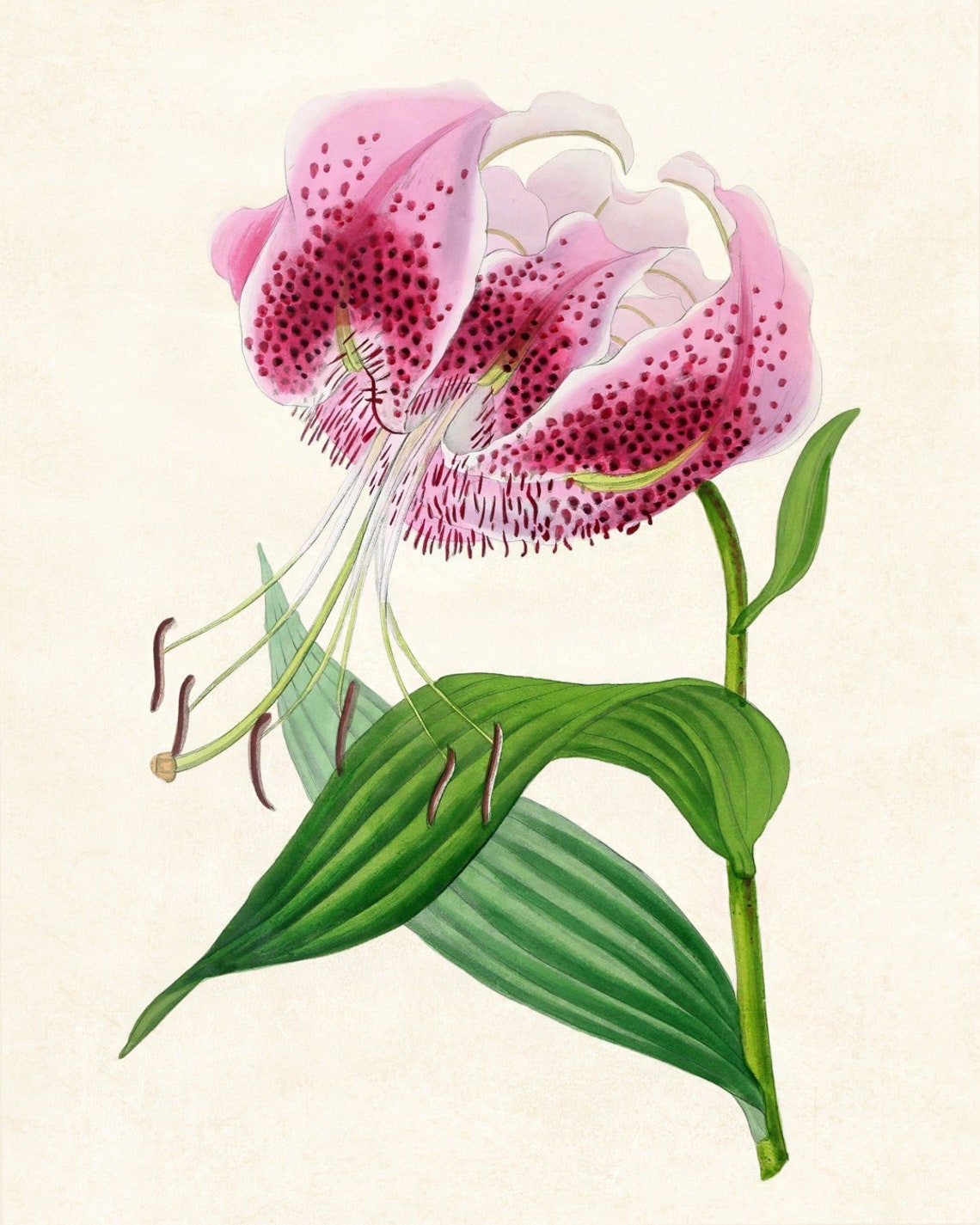 Vintage Pink Speckled Lily Botanical Illustration Flower Poster - Image 3