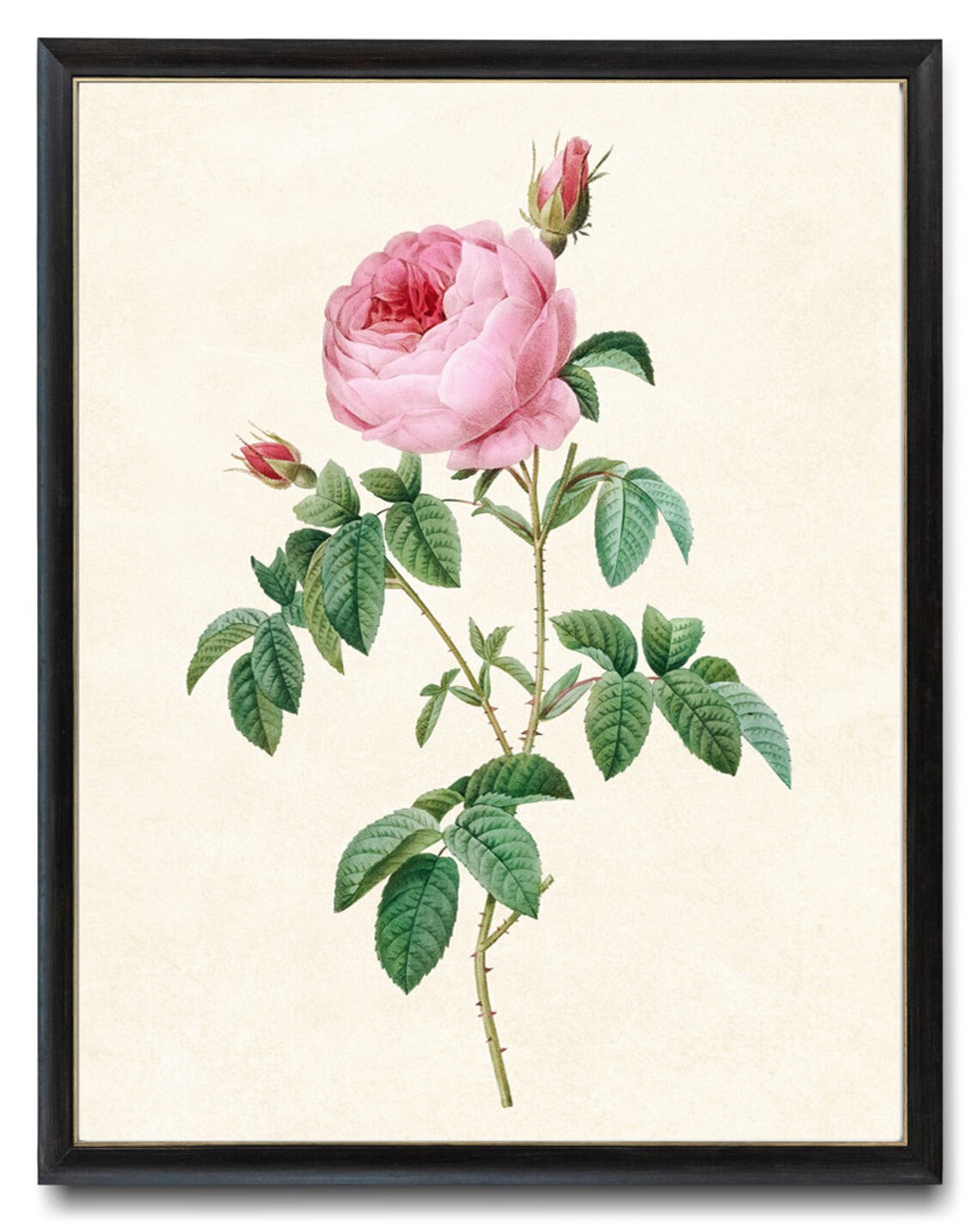 Pink Cabbage Rose Vintage Botanical Art Print