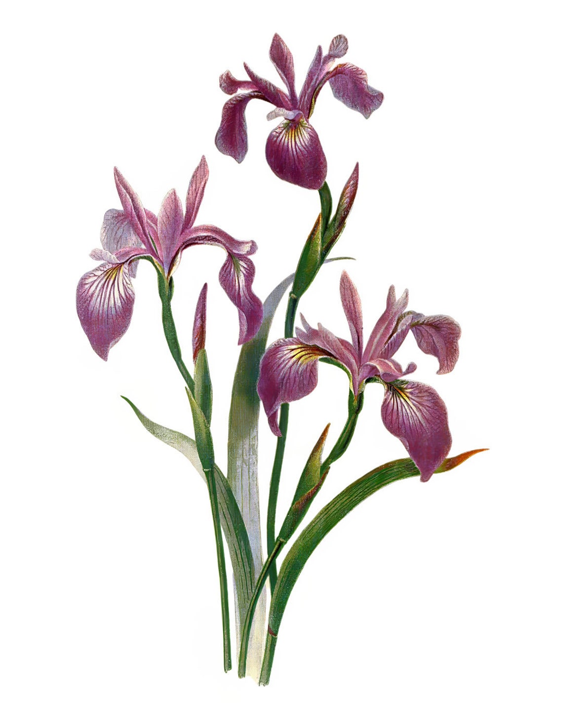 Purple Iris Blossoms Vintage Botanical Flower Illustration Poster - Image 2