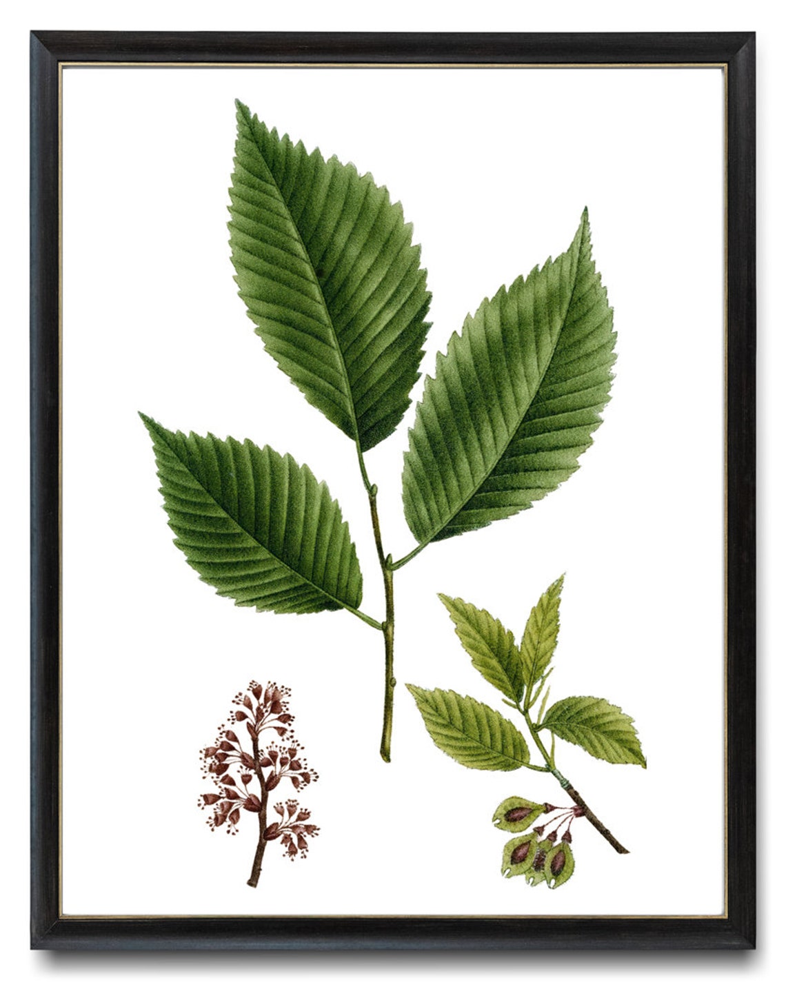 White Elm Leaves Flowers Seeds Vintage Botanical Illustration Print - Image 3