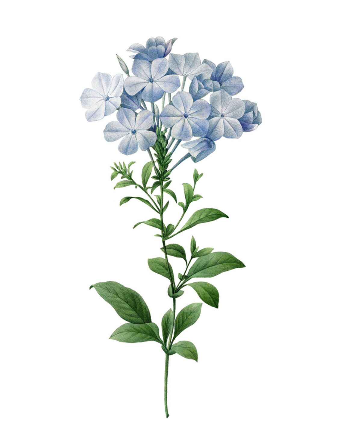 Blue Flower by P.J. Redouté, Vintage Botany Print - Image 2
