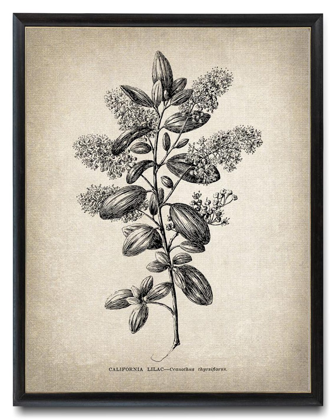 California Lilac Ceanothus Thyrsiflorus Botanical Line Art Poster - Image 3