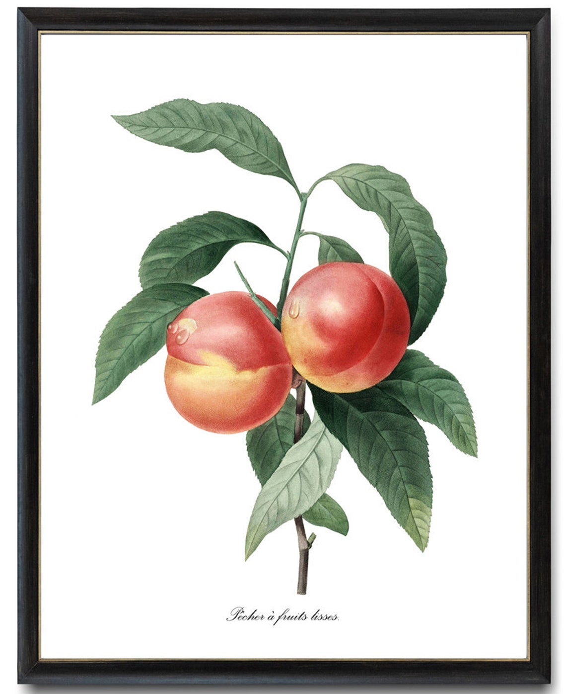 Peach Botanical Pj Redoute Art Pcher Antique Illustration Fruit Print Kitchen Wall