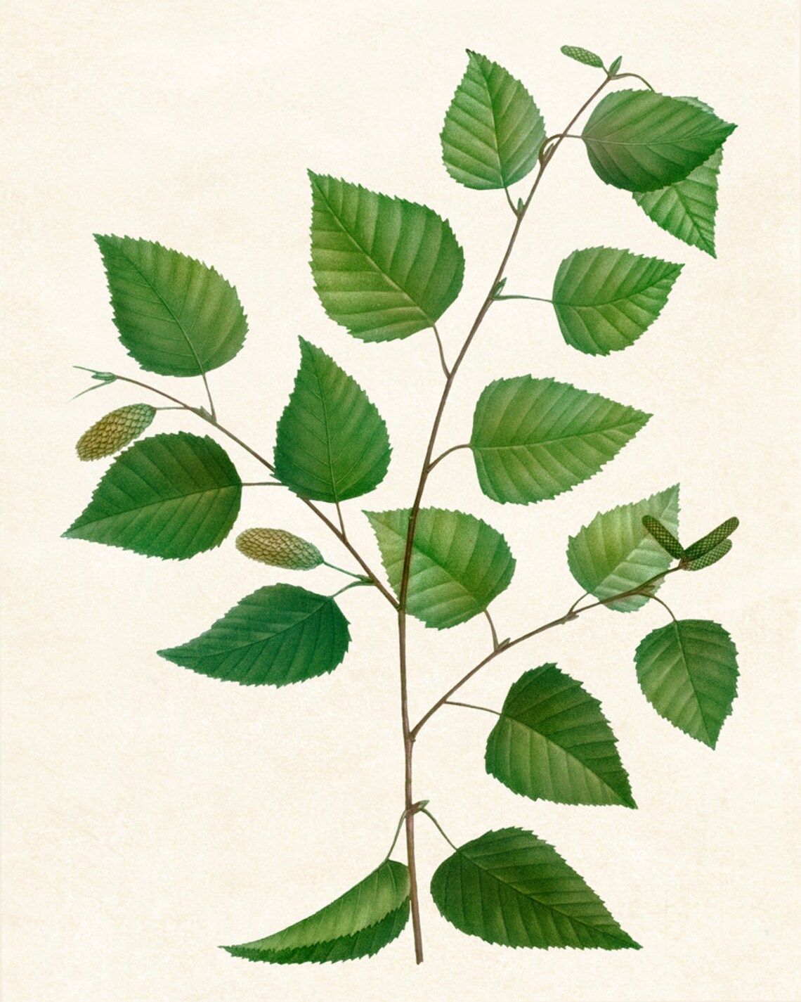 Birch Tree Branch Vintage Botanical Art Print - Image 2