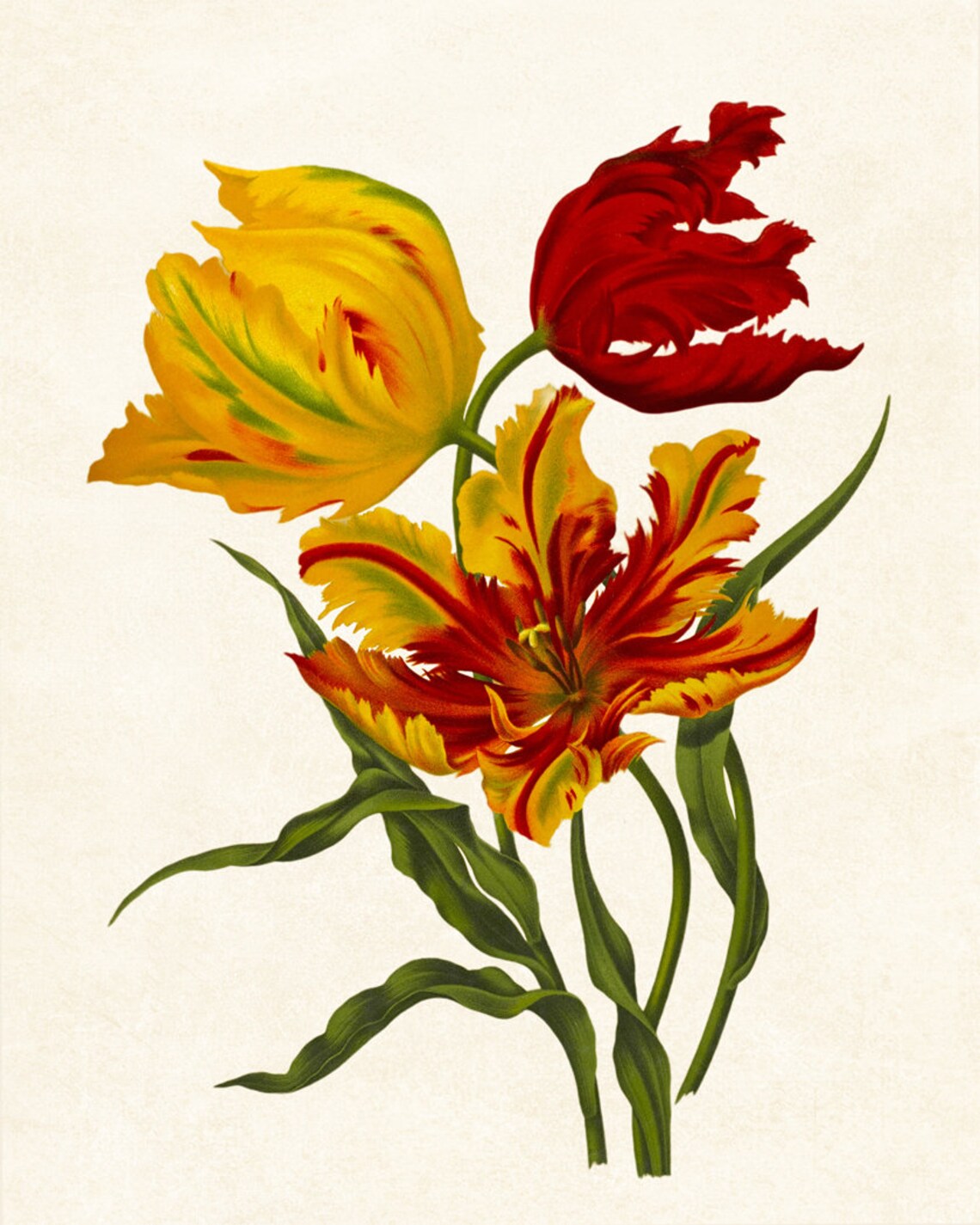 Parrot Tulips Vintage Flower Illustration Art Print - Image 3