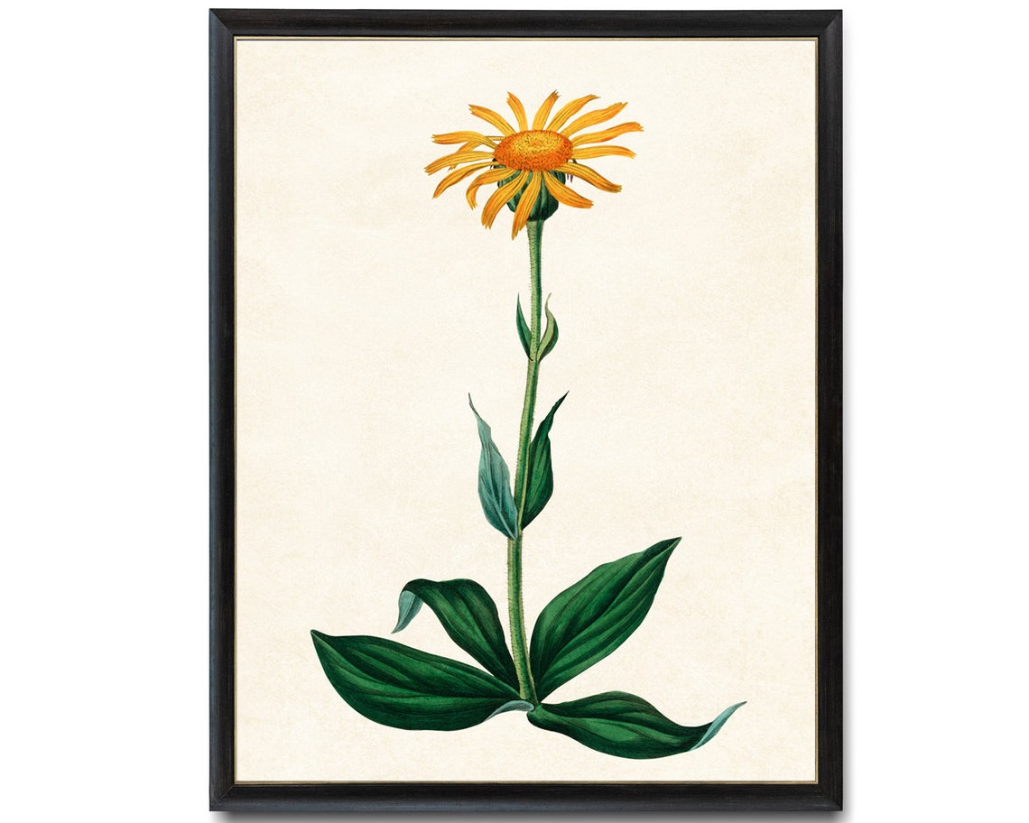 Wolfs Bane Orange Daisy Flower Tall Stem Vintage Botanical Poster