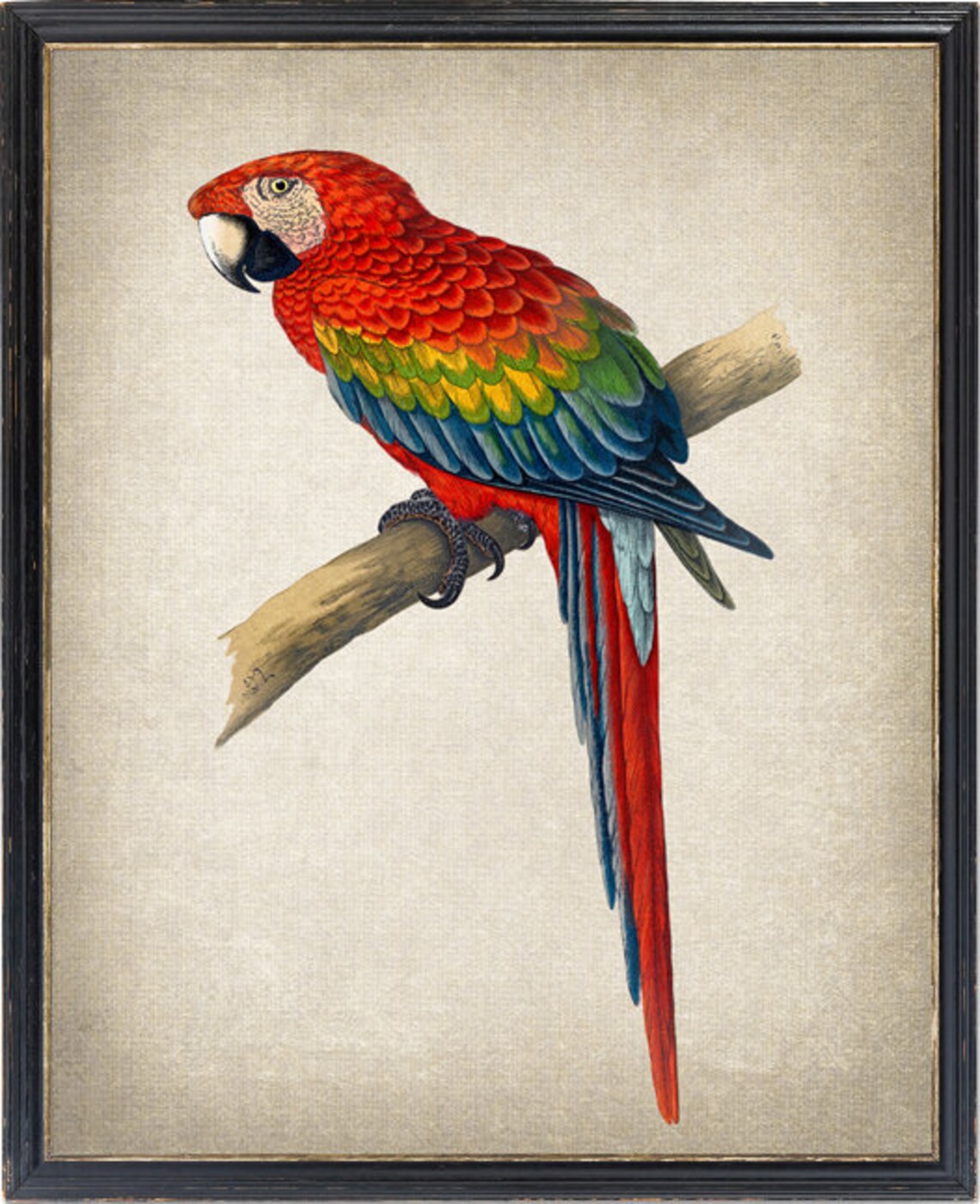 Vintage Red And Blue Macaw Art Print