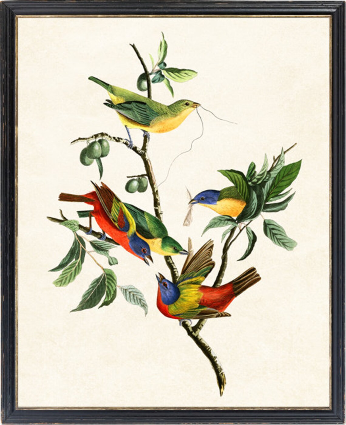 Finch Birds Vintage Illustration Art Print - Image 2