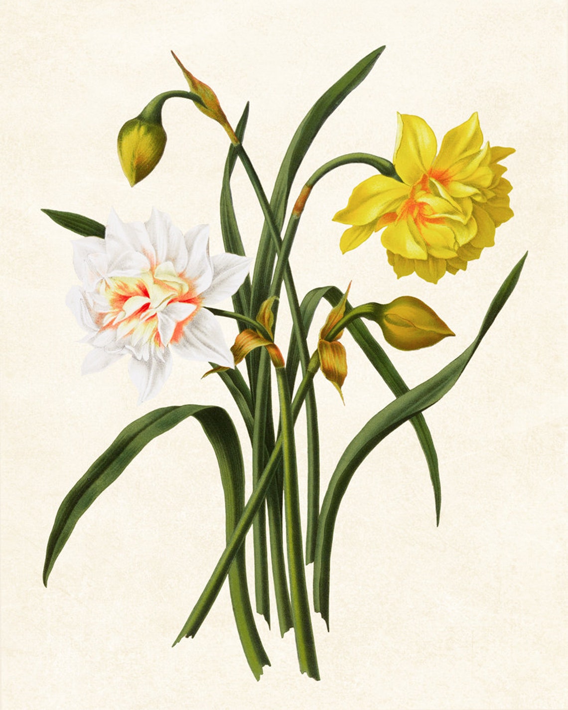 Double Narcissus Hybrids Yellow White Vintage Botanical Poster - Image 3