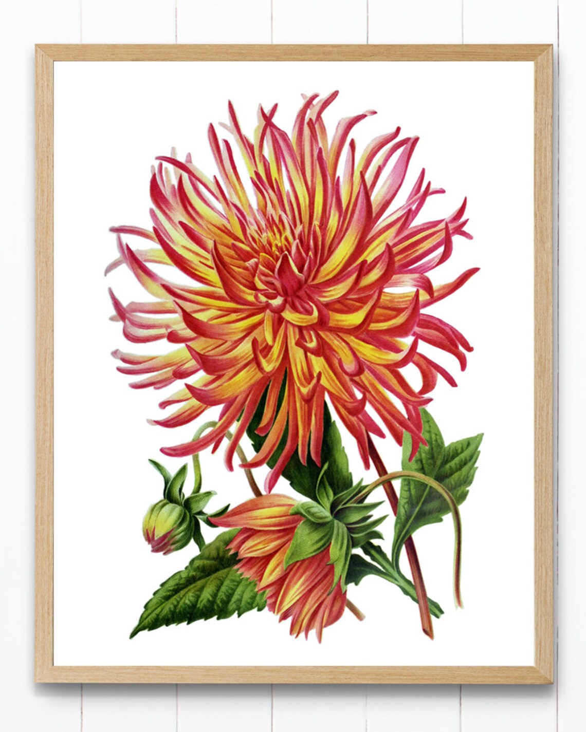 Red and Yellow Cactus Dahlia Vintage Botanical Flower Poster - Image 4