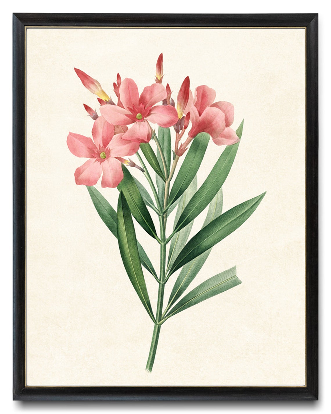 Delicate Pink Oleander Blossom Vintage Botanical Illustration Poster