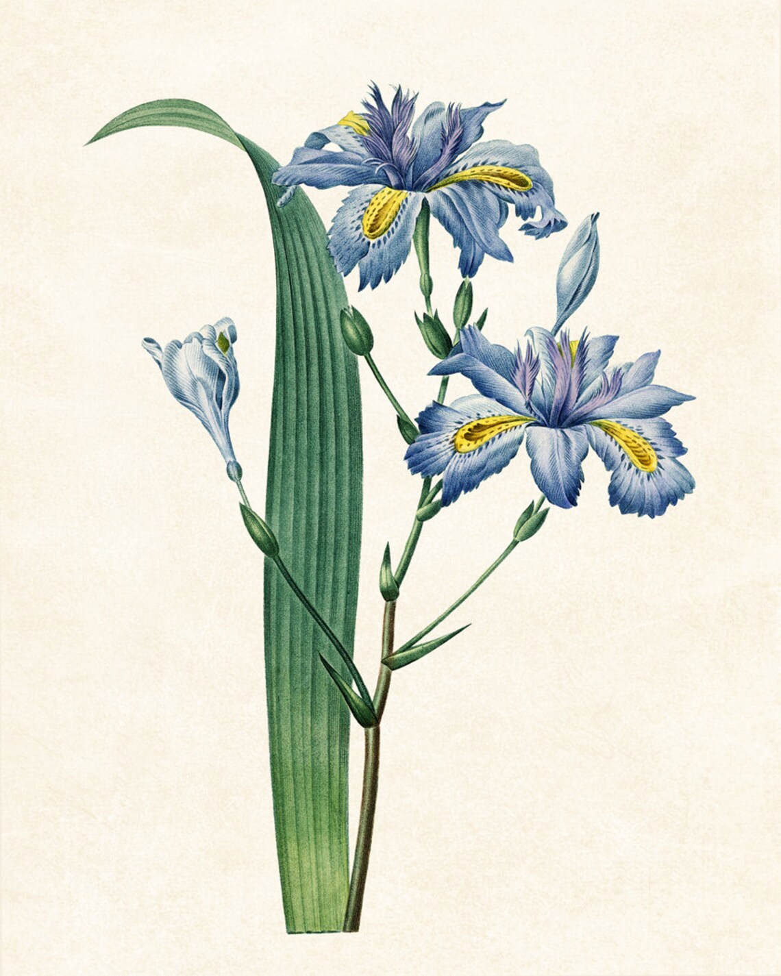 Blue Iris Japonica Vintage Illustration Art Print - Image 3