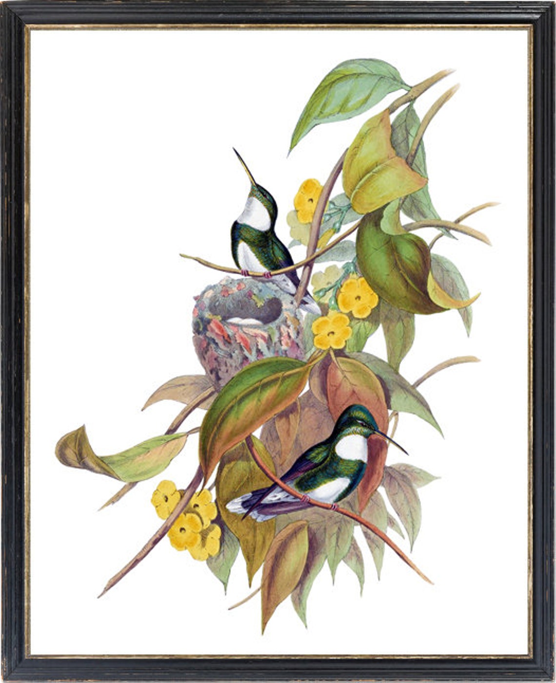 White Throated Hummingbird Pair With Nest Vintage Bird Art Poster - Image 3