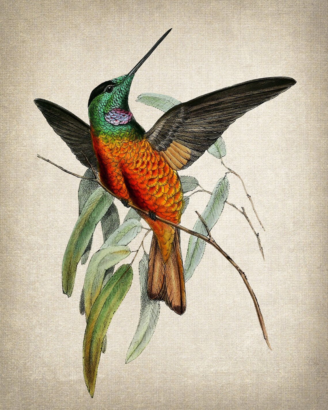Blue-Throated Starfrontlet Vintage Illustration Art Print - Image 2