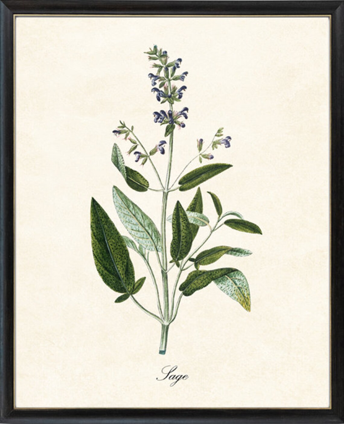 Sage Herb Antique Illustration Kitchen Botanical Art Print