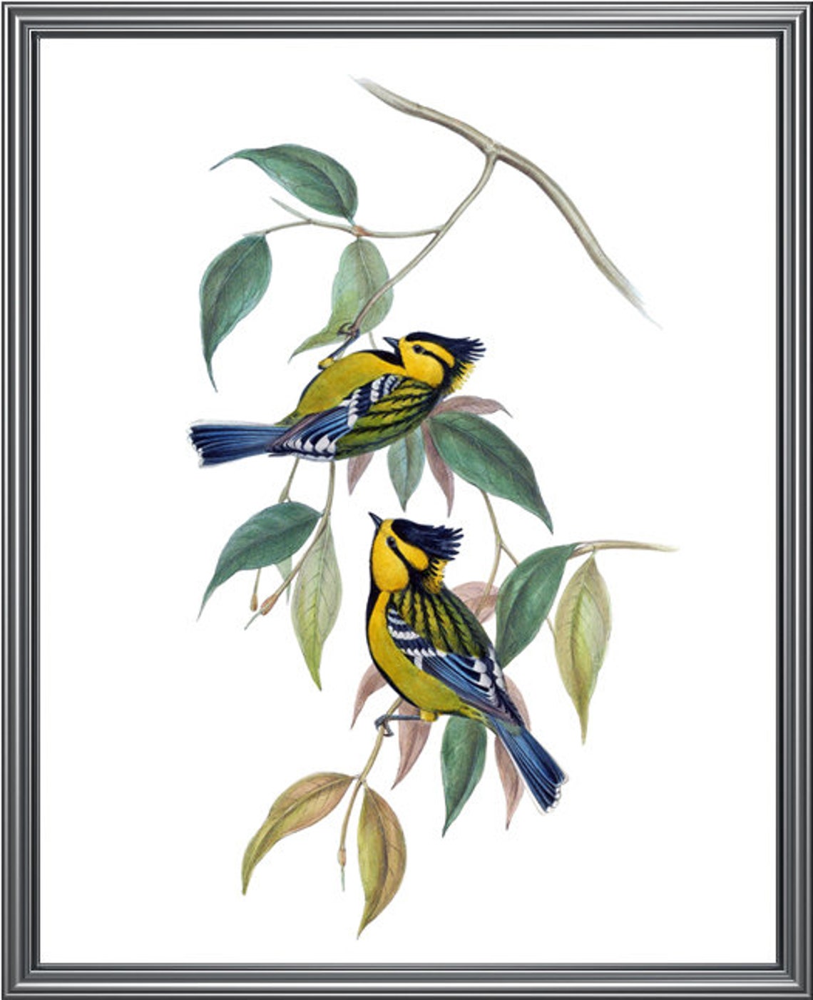 Blue and Yellow Crested Songbirds Branch Vintage Bird Art Print - Image 3