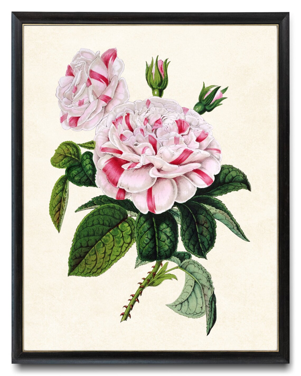 Striped Pink Garden Rose Bloom Vintage Floral Botanical Art Poster