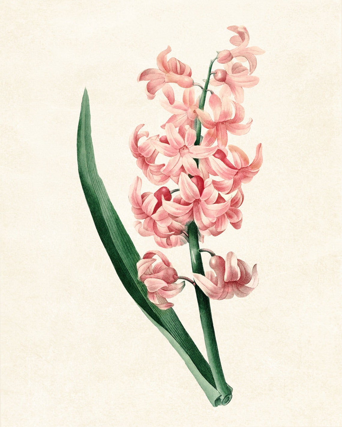Pink Hyacinth Spike Antique Botanical Illustration Flower Poster - Image 3