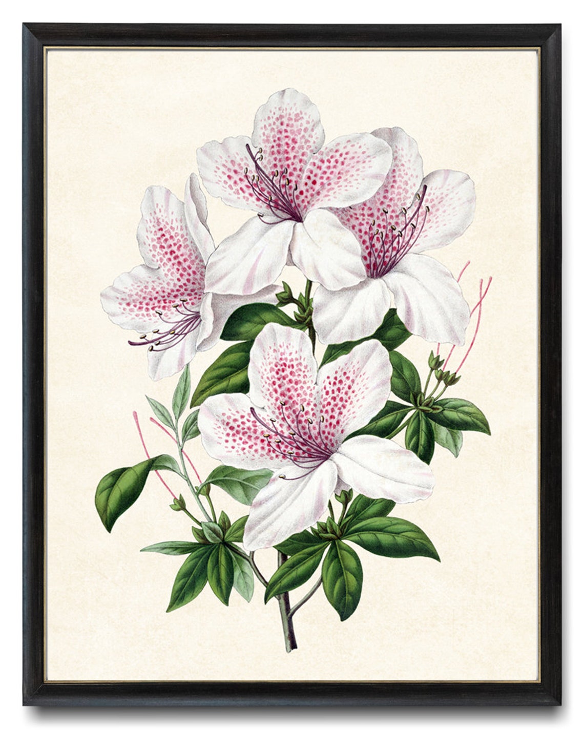 Pink White Azalea Vintage Botanical Flower Illustration Art Poster