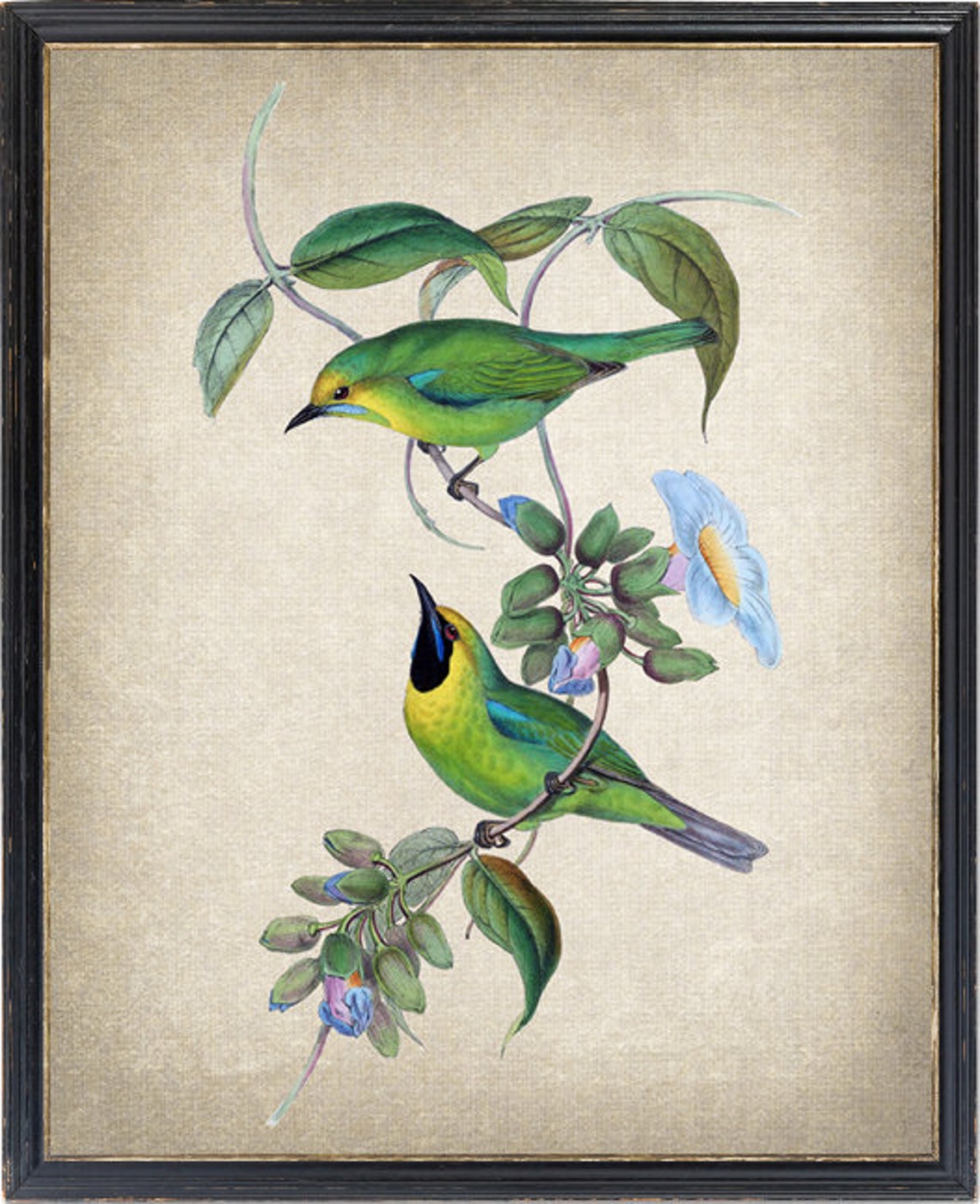 Green Songbird Pair Vintage Illustration Flowering Vine Bird Poster