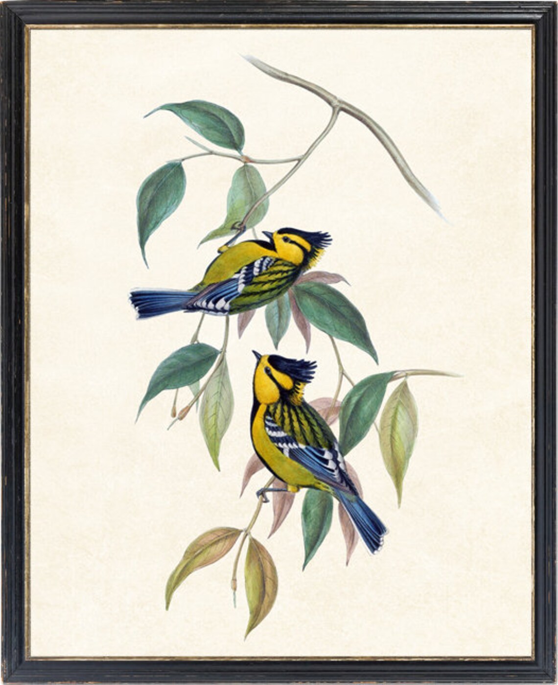 Spotted Tit Vintage Illustration Bird Art Print - Image 2