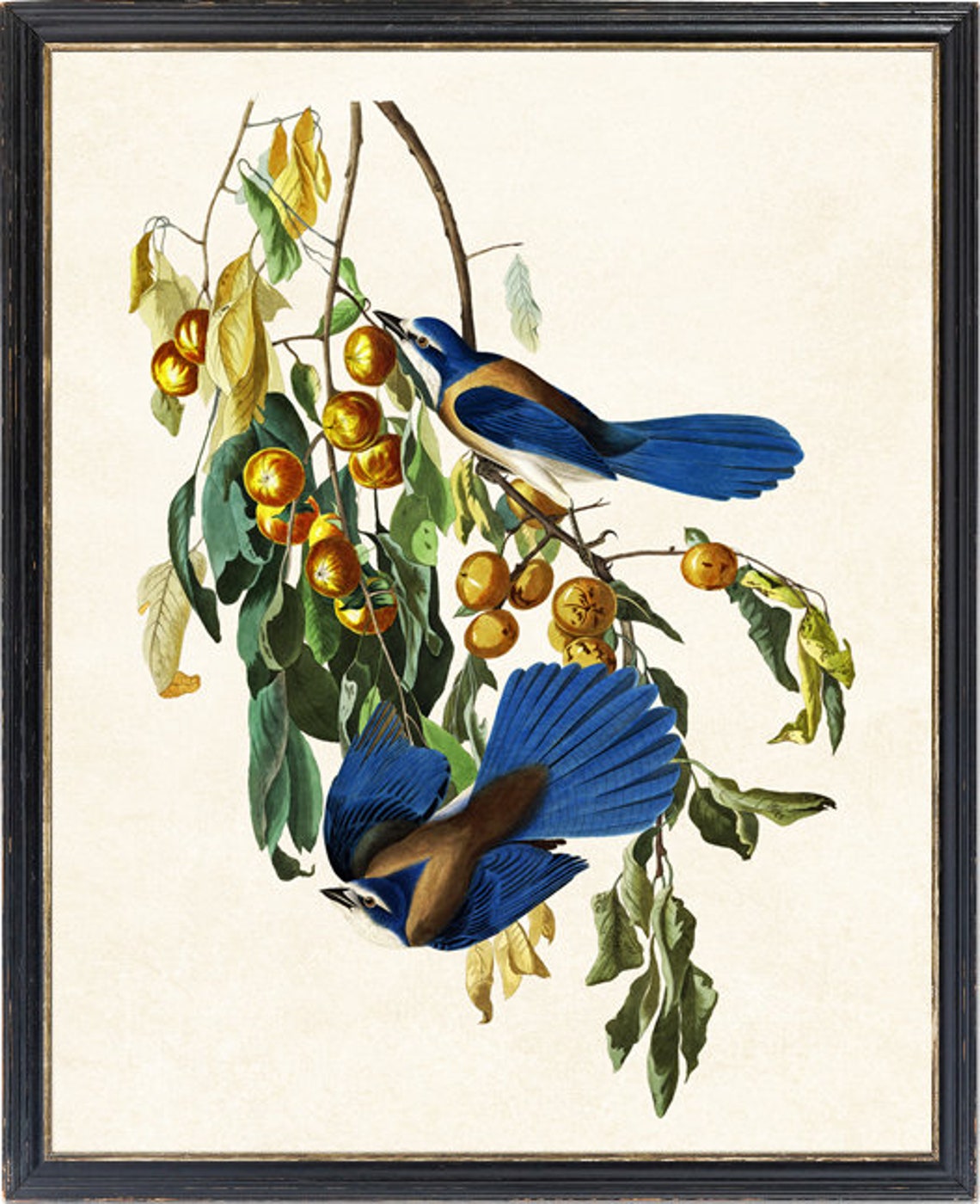 Florida Jays Perched On Persimmon Branch Vintage Bird Poster - Image 2