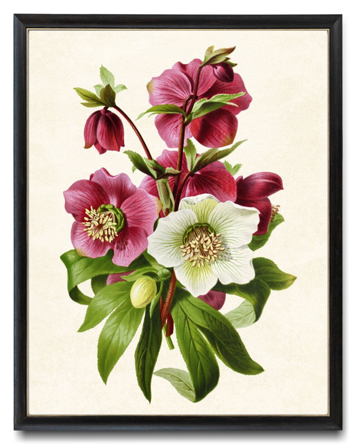 Purple and White Hellebors Vintage Flower Art Print