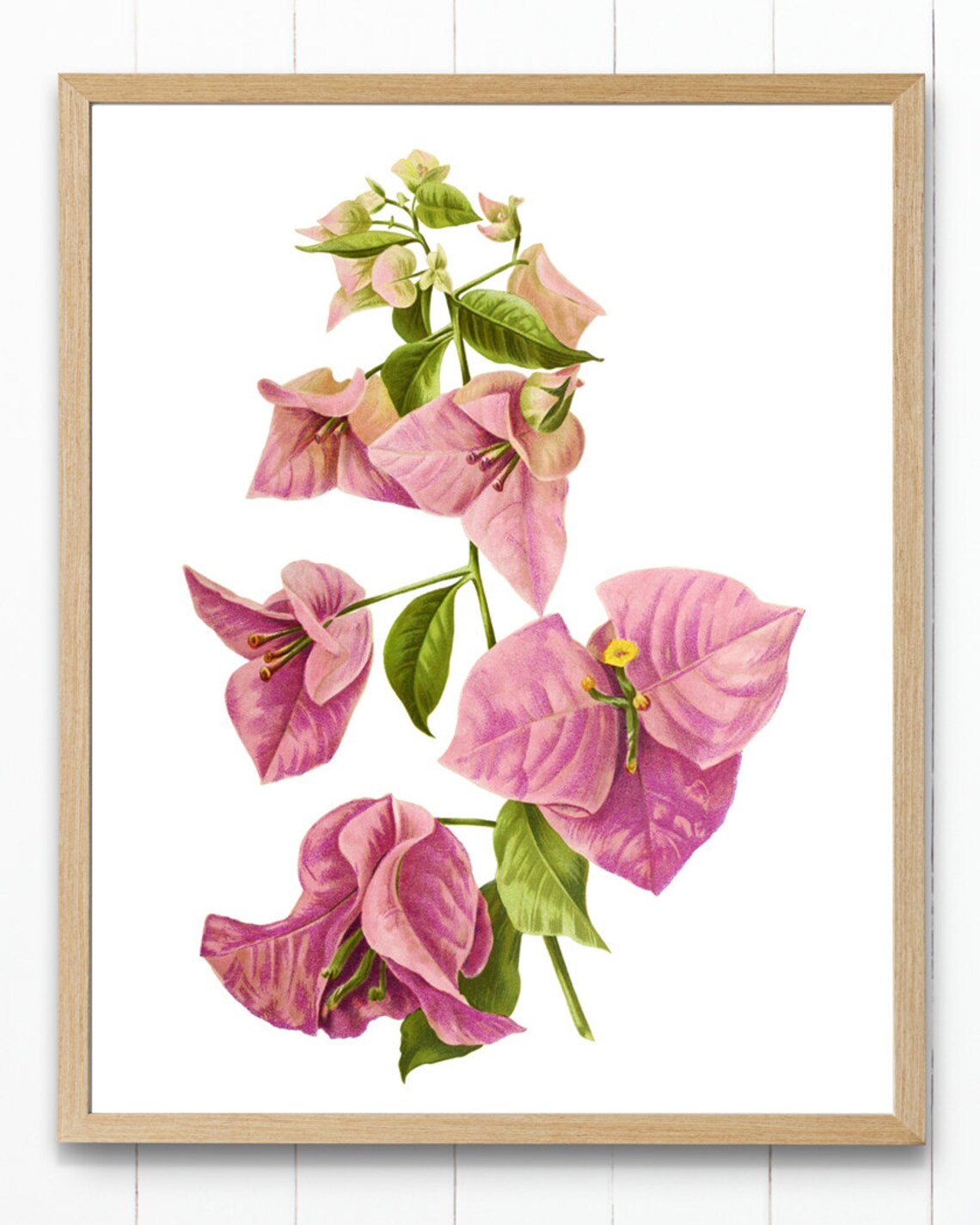 Pink Bougainvillea Vintage Flower Illustration Art Print - Image 2
