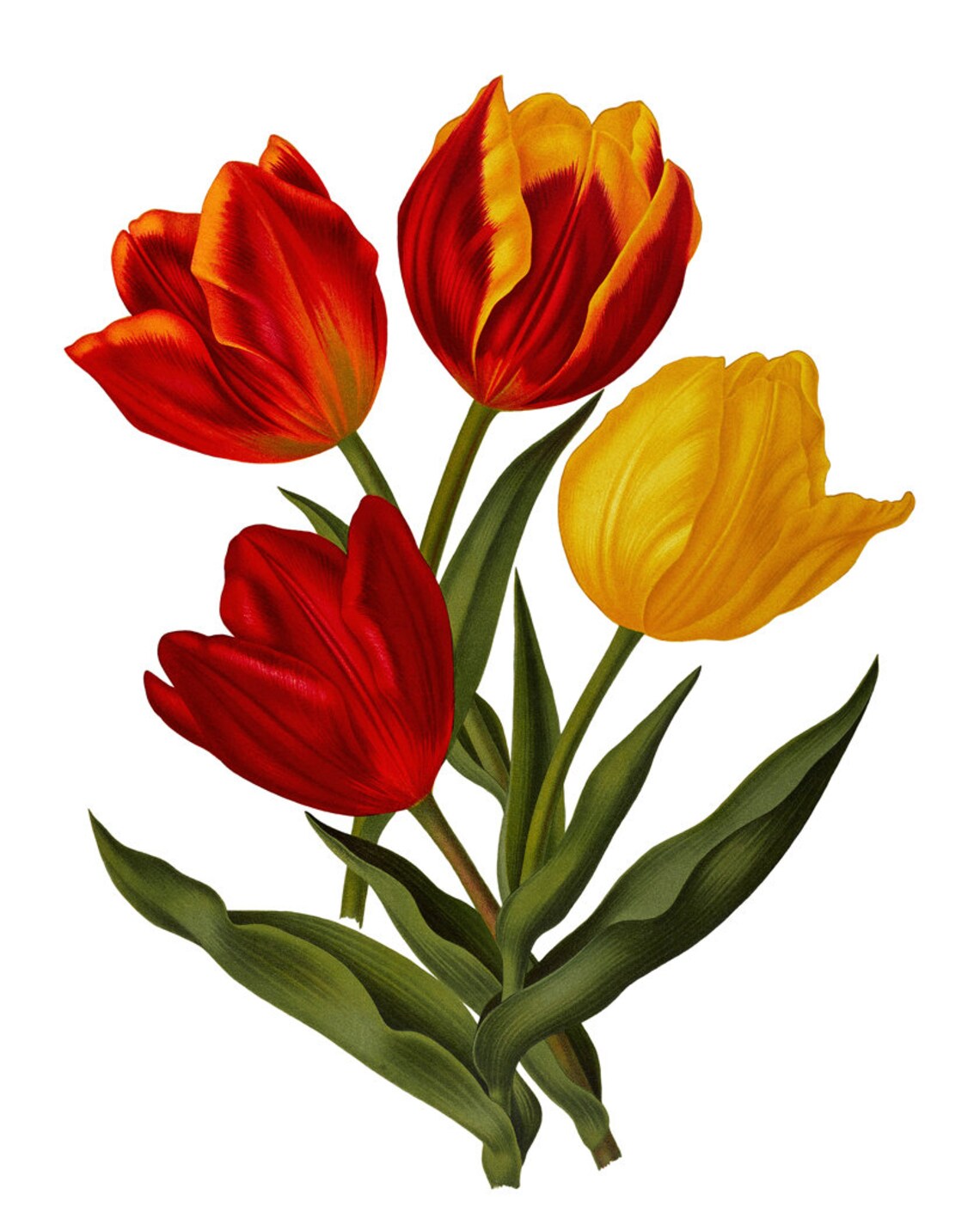 Red And Yellow Tulips Vintage Botanical Flower Illustration Poster - Image 2