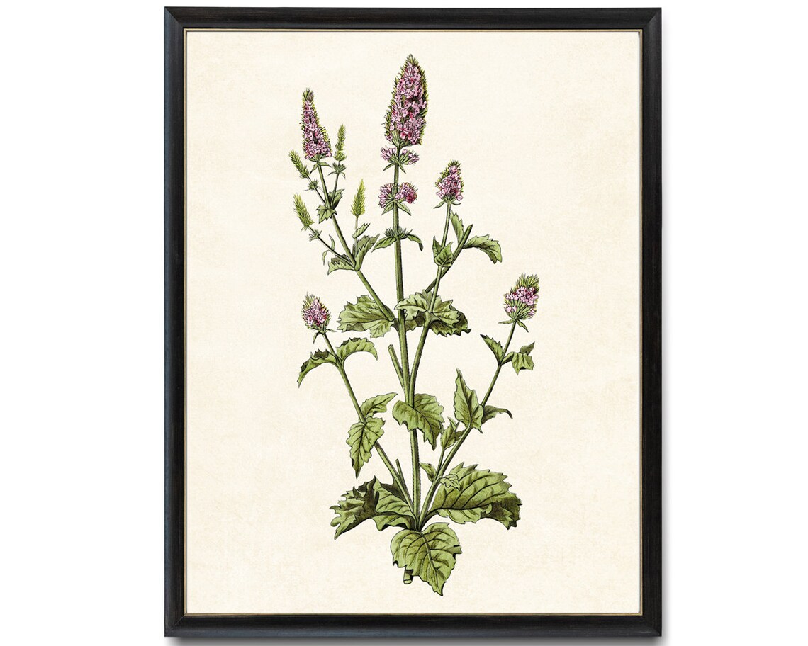 Flowering Spearmint Herb Vintage Botanical Plant Illustration Poster