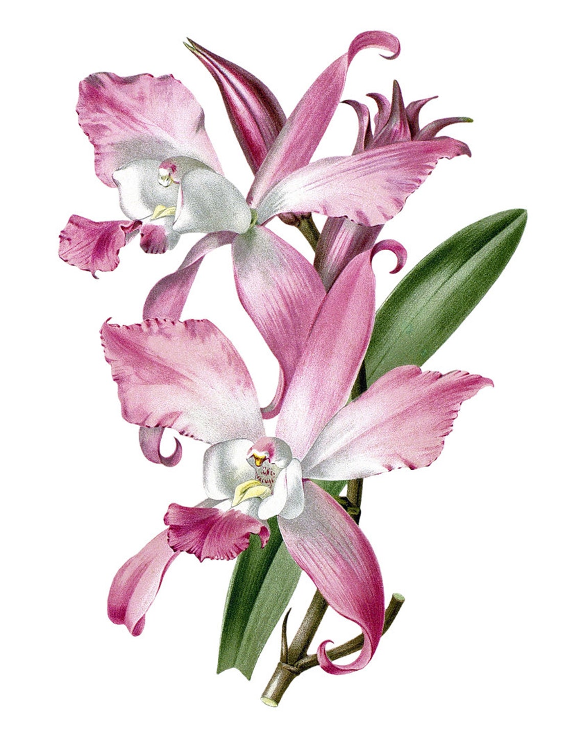 Pink Orchid Blossoms Vintage Botanical Illustration Art Poster - Image 2
