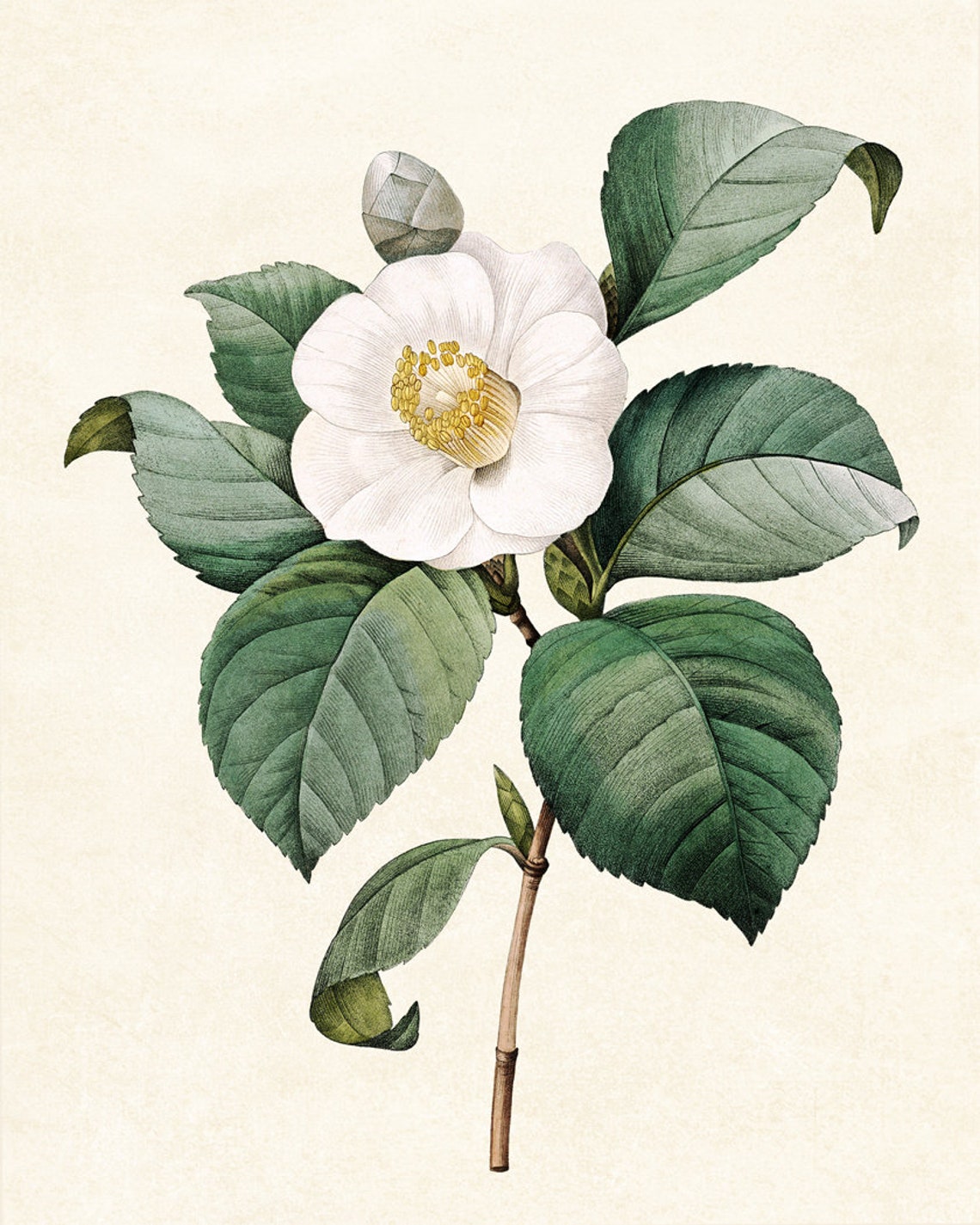 White Camellia Bloom Antique Botanical Illustration Art Poster - Image 3
