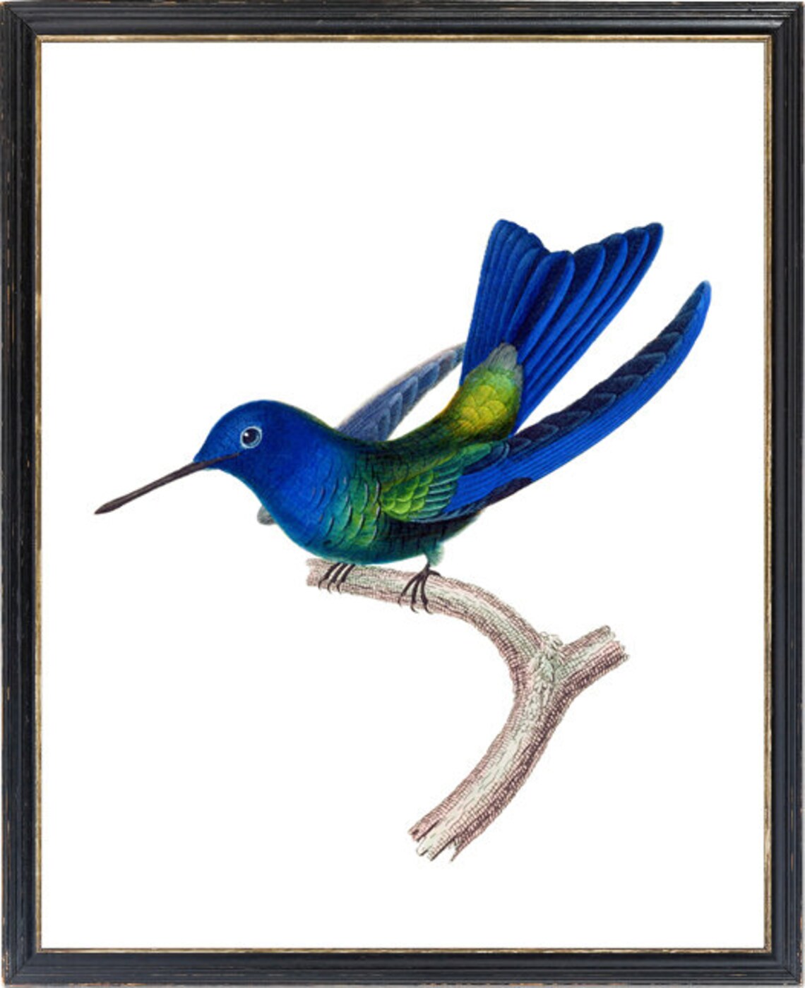 Blue Hummingbird Vintage Illustration Art Print - Image 3