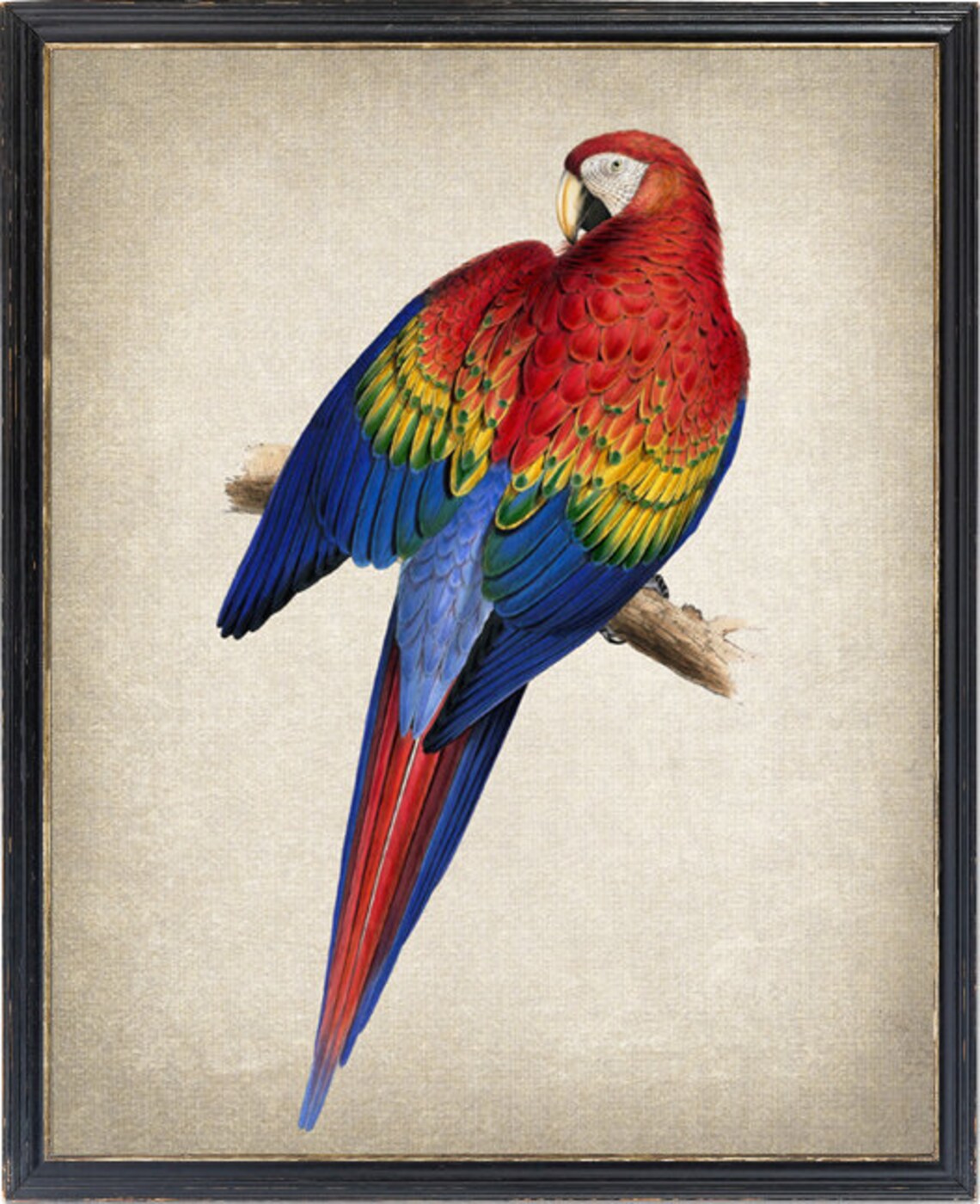 Scarlet Macaw Vintage Parrot Illustration Art Print