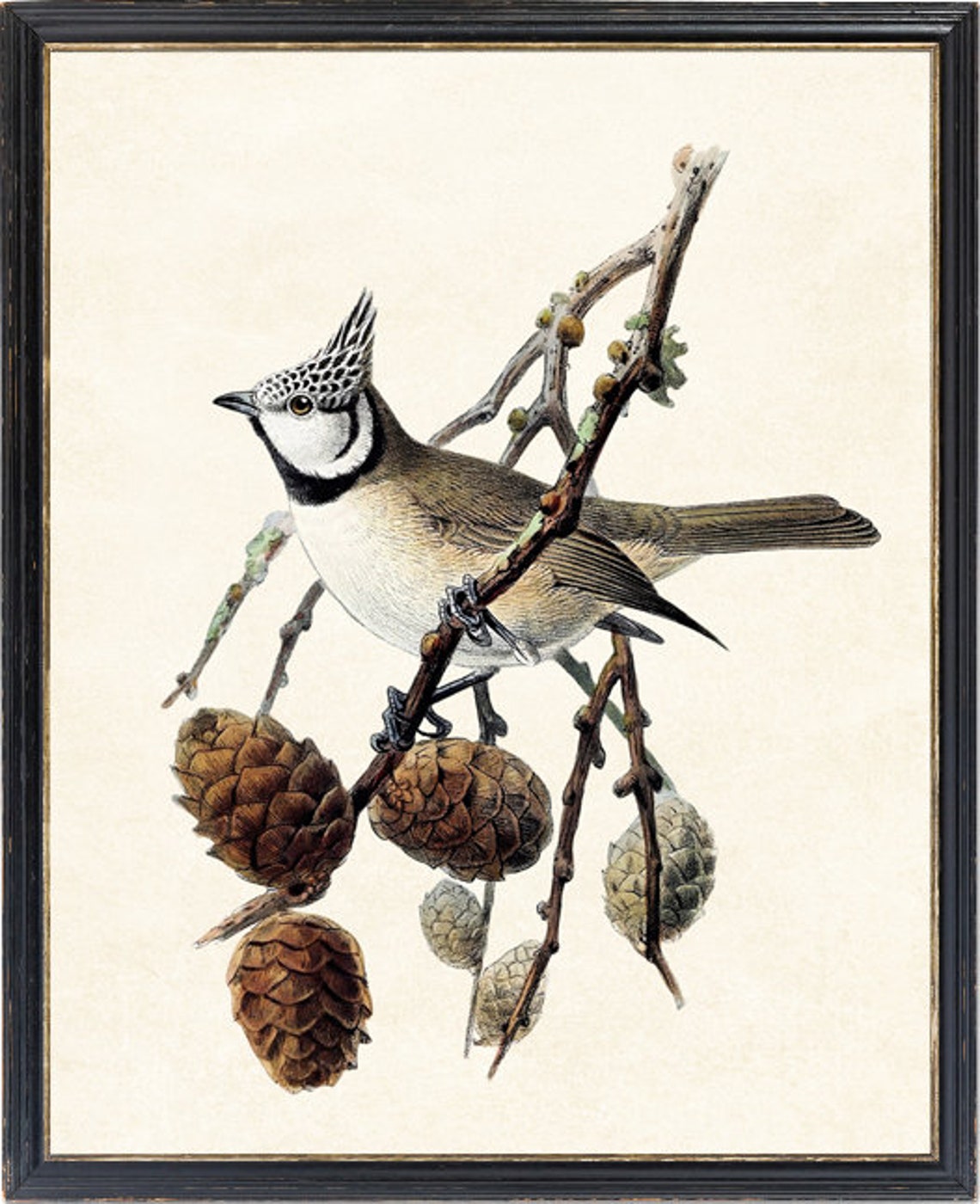 Crested Tit on Pine Branch with Pine Cones Vintage Illustration Print - Image 4