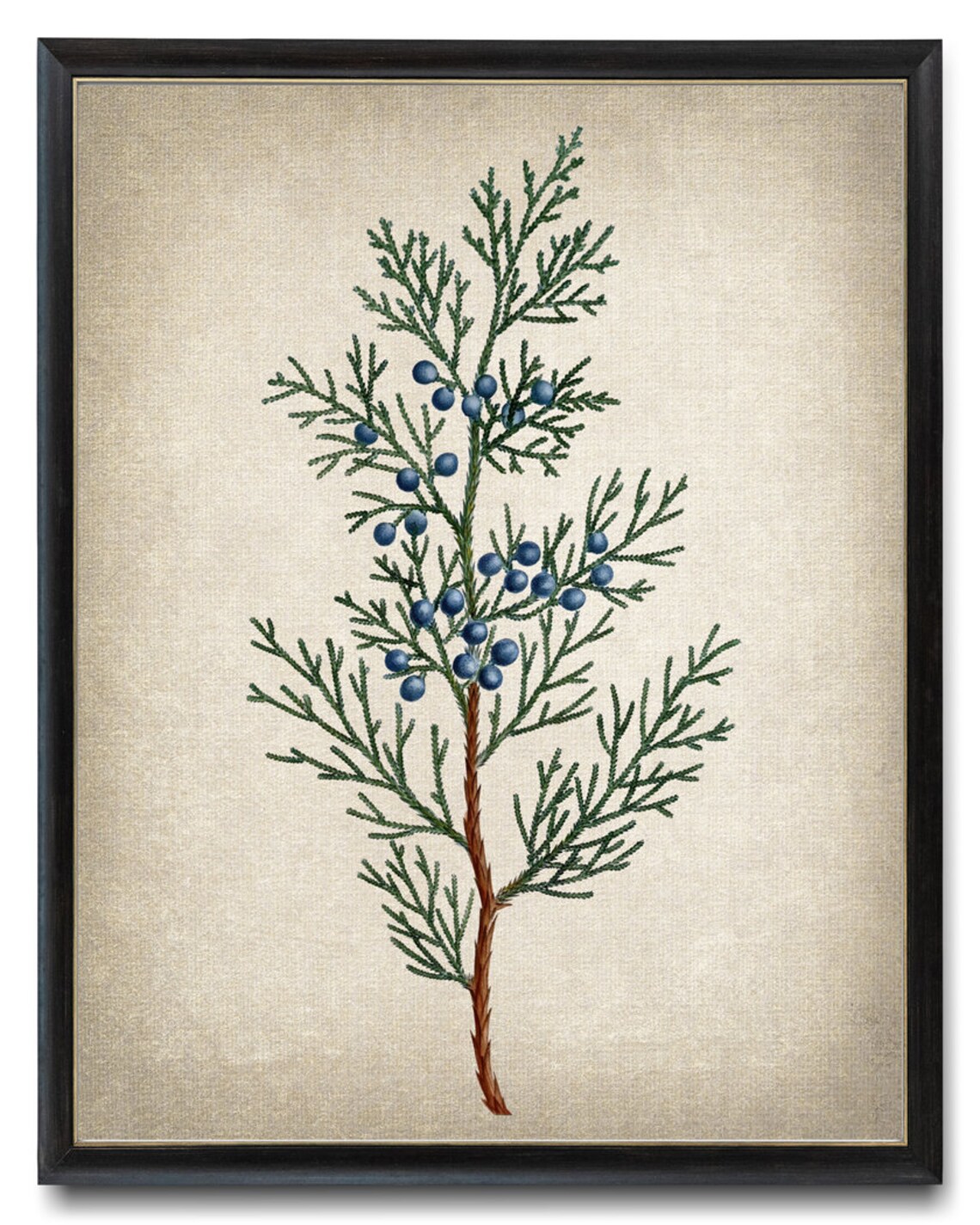 Virginian Juniper Vintage Illustration Art Print