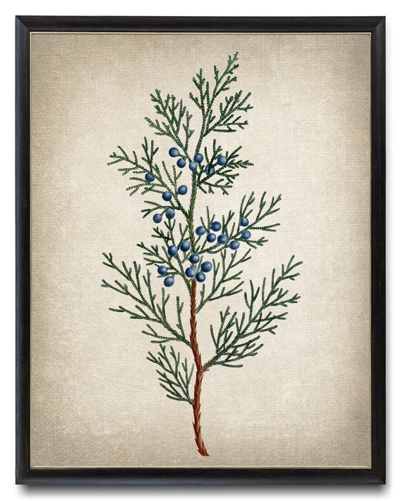 Virginian Juniper Vintage Illustration Art Print