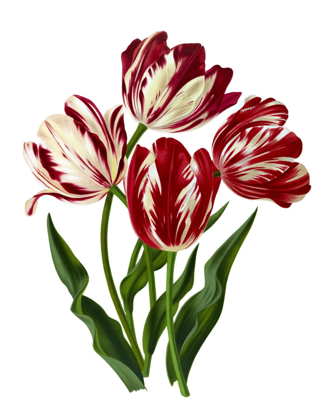 Spring Flowers Vintage Tulip Botanical Art Print - Image 2