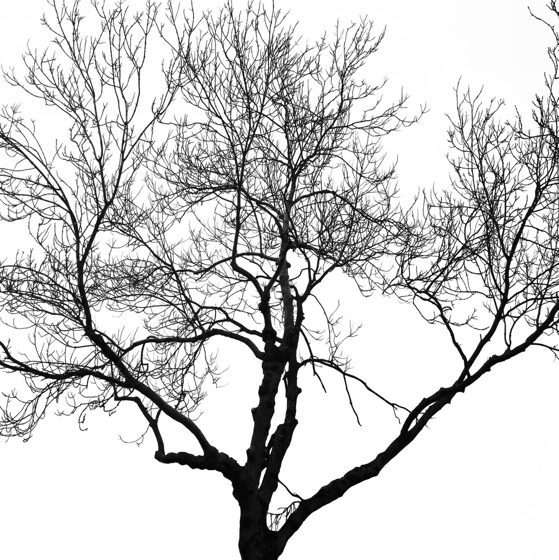 Minimalist Tree Art Print, Nature Landscape - Image 2