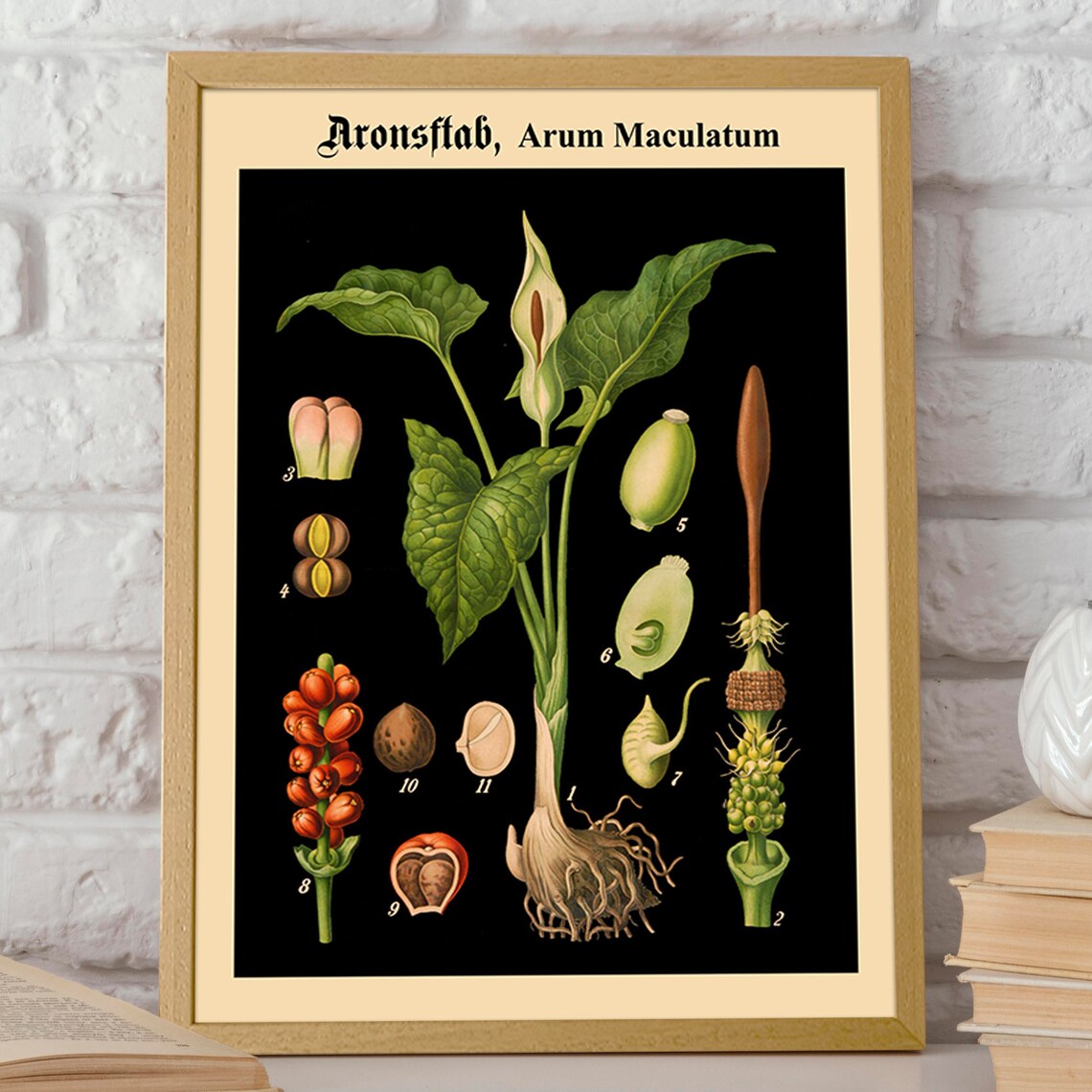 German Botanical Chart, Black Background Poster Print - Image 2